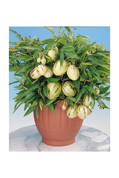 Serdar Çam Tohumculuk Tohum