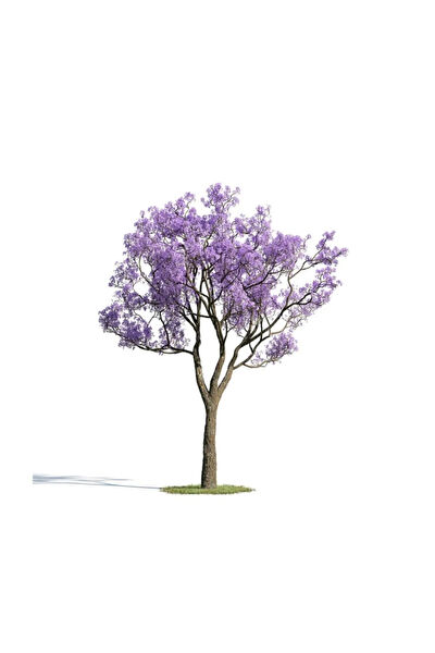 Serdar Çam Tohumculuk Tohum