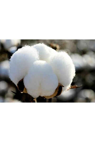 Serdar Çam Tohumculuk Tohum