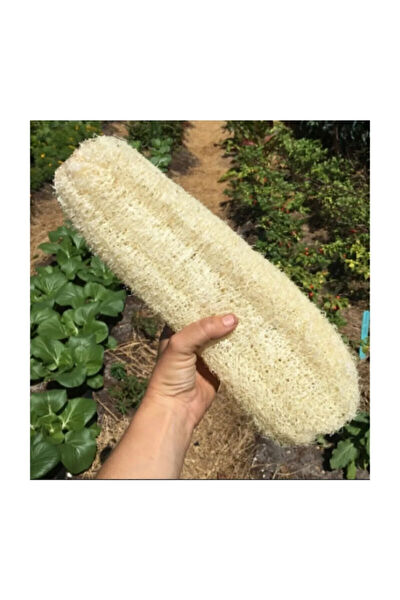 Serdar Çam Tohumculuk Tohum