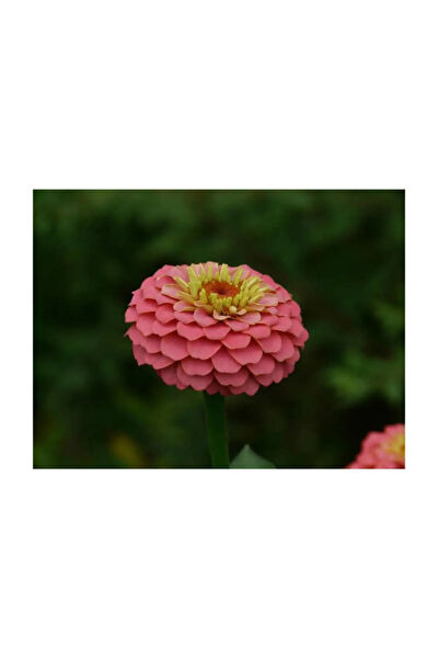 Serdar Çam Tohumculuk Tohum