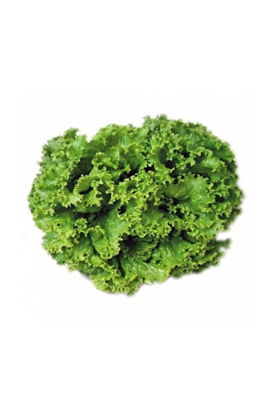 Serdar Çam Tohumculuk Tohum