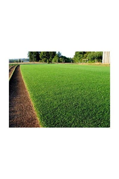 Serdar Çam Tohumculuk Tohum