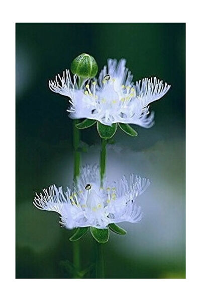 Serdar Çam Tohumculuk Tohum