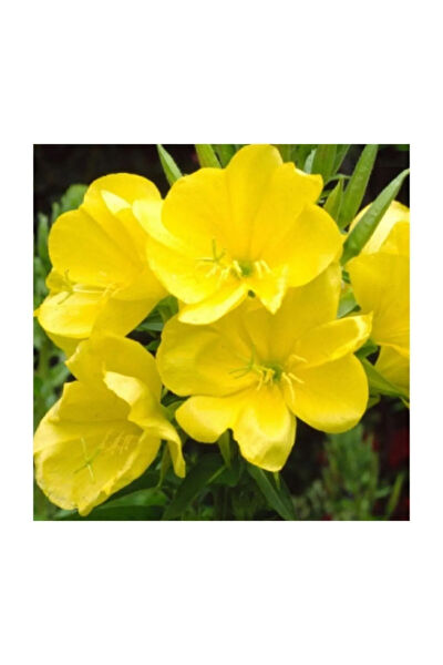 Serdar Çam Tohumculuk Tohum