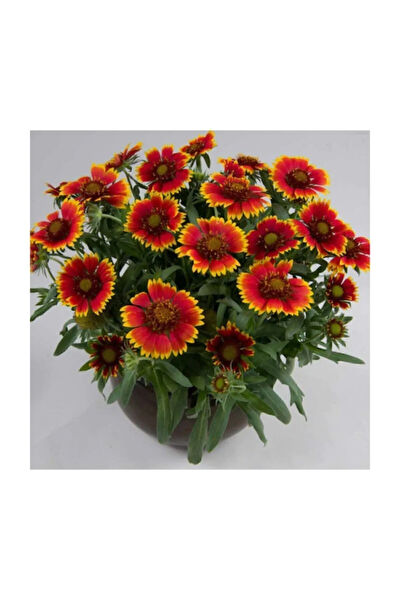 Serdar Çam Tohumculuk Tohum