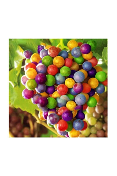 Serdar Çam Tohumculuk Tohum