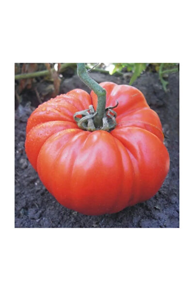 Serdar Çam Tohumculuk Tohum