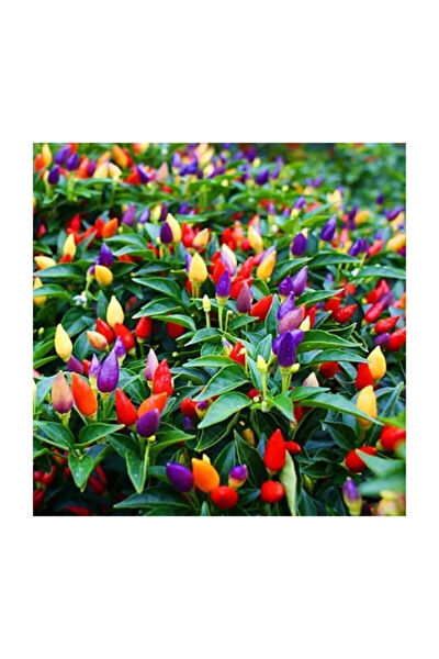 Serdar Çam Tohumculuk Tohum