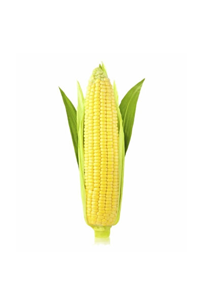 Serdar Çam Tohumculuk Tohum