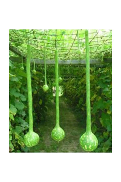 Serdar Çam Tohumculuk Tohum