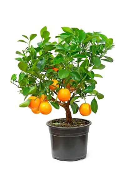 Serdar Çam Tohumculuk Tohum