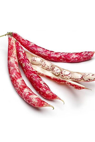 Serdar Çam Tohumculuk Tohum