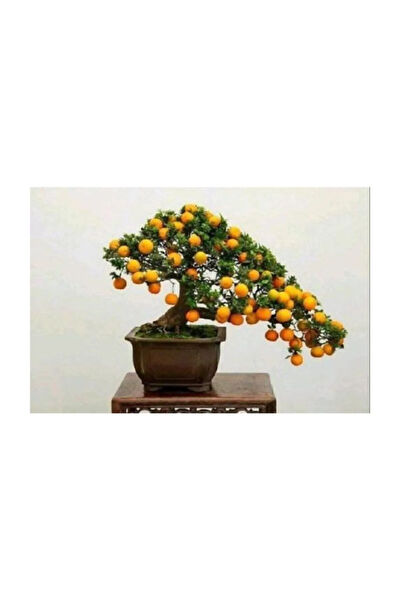 Serdar Çam Tohumculuk Tohum