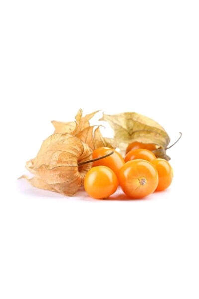 Serdar Çam Tohumculuk Tohum