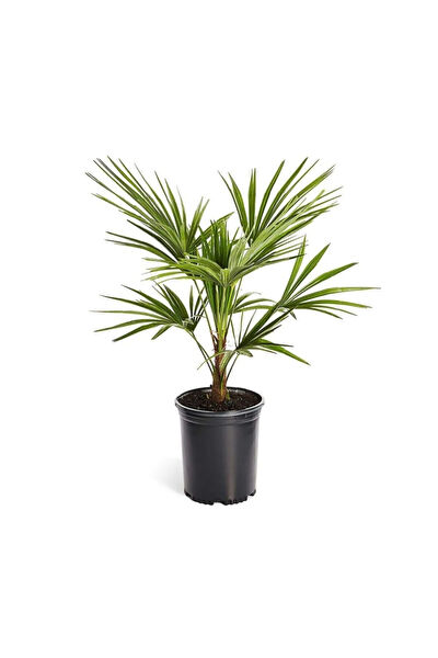 Serdar Çam Tohumculuk Tohum