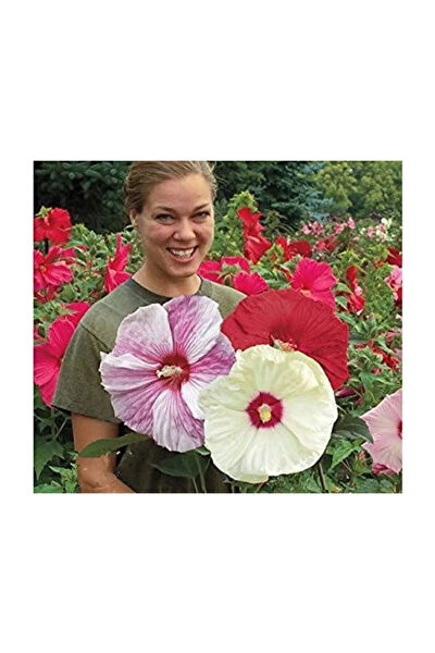 Serdar Çam Tohumculuk Tohum