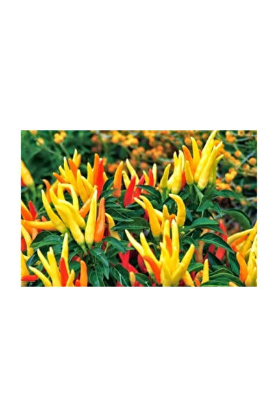 Serdar Çam Tohumculuk Tohum