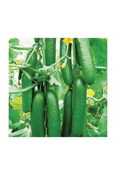 Serdar Çam Tohumculuk Tohum