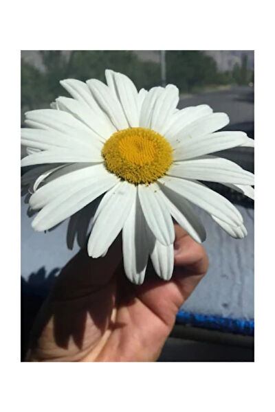 Serdar Çam Tohumculuk Tohum