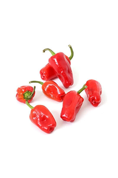 Serdar Çam Tohumculuk Tohum