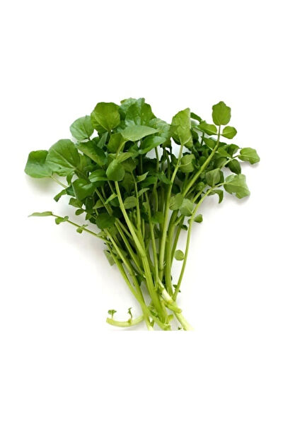 Serdar Çam Tohumculuk Tohum