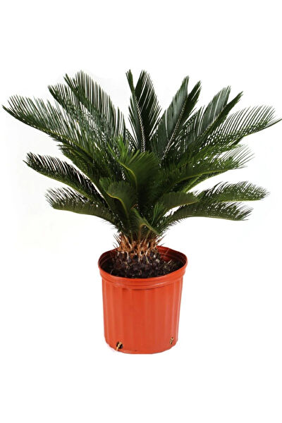 Serdar Çam Tohumculuk Tohum