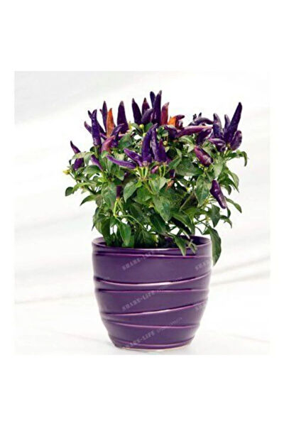 Serdar Çam Tohumculuk Tohum