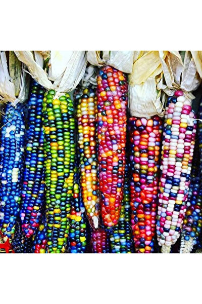 Serdar Çam Tohumculuk Tohum