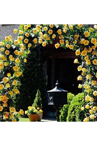 Serdar Çam Tohumculuk Tohum