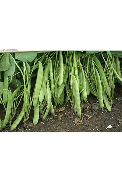 Serdar Çam Tohumculuk Tohum