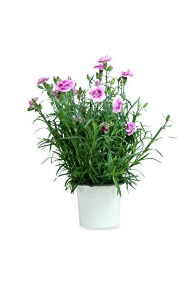 Serdar Çam Tohumculuk Tohum