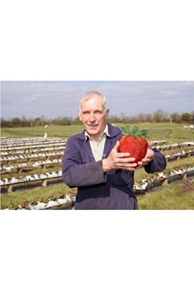 Serdar Çam Tohumculuk Tohum