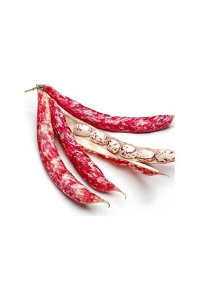 Serdar Çam Tohumculuk Tohum