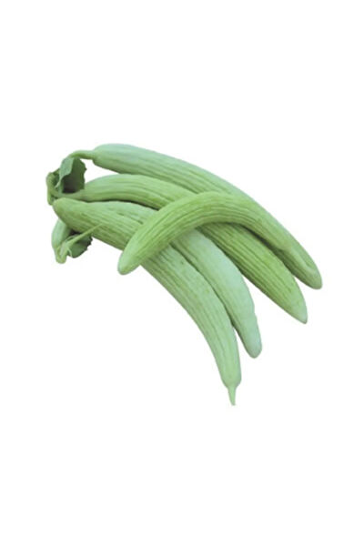 Serdar Çam Tohumculuk Tohum