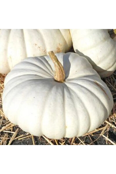 Serdar Çam Tohumculuk Tohum