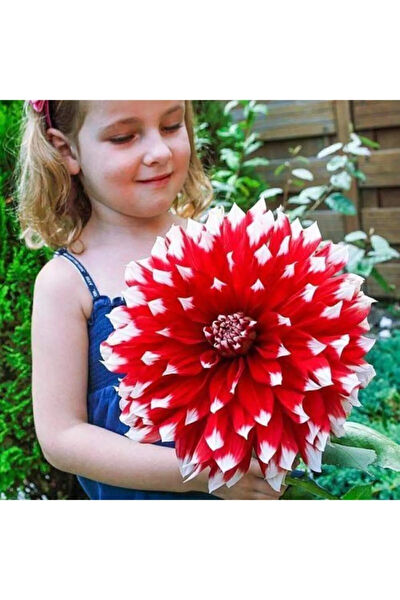 Serdar Çam Tohumculuk Tohum