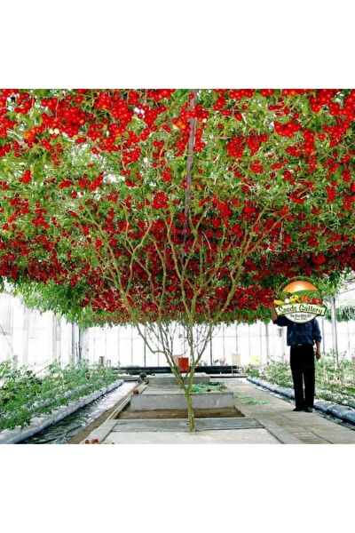 Serdar Çam Tohumculuk Tohum