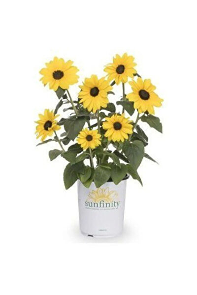 Serdar Çam Tohumculuk Tohum