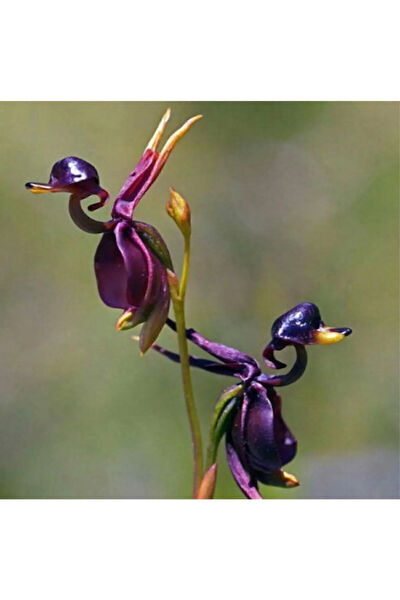 Serdar Çam Tohumculuk Tohum