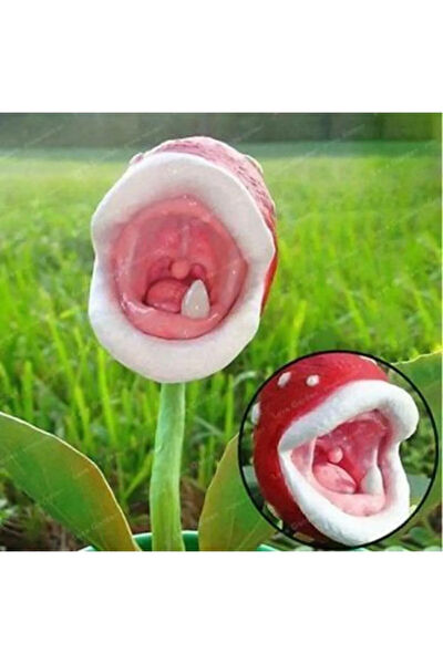 Serdar Çam Tohumculuk Tohum