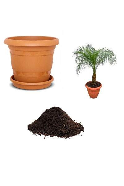 Serdar Çam Tohumculuk Tohum