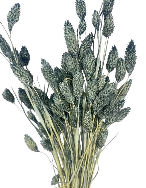 Nettenevime Yapay Çiçek, Meyve