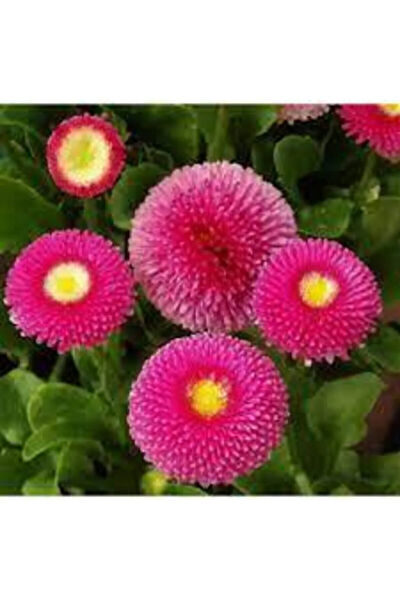 Serdar Çam Tohumculuk Tohum