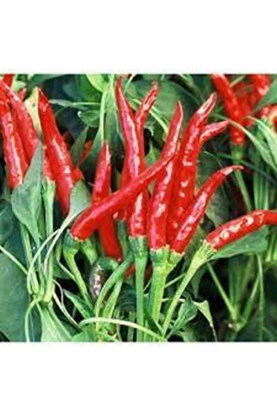 Serdar Çam Tohumculuk Tohum