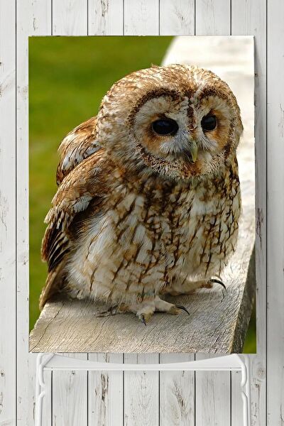 Postermanya Çerçevesiz Tablo