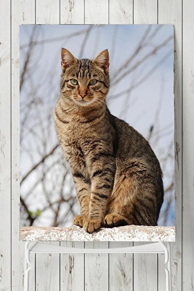 Postermanya Çerçevesiz Tablo
