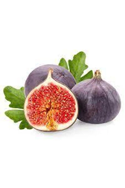 Serdar Çam Tohumculuk Tohum