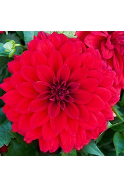 İLAYFİDANCILIK Tohum