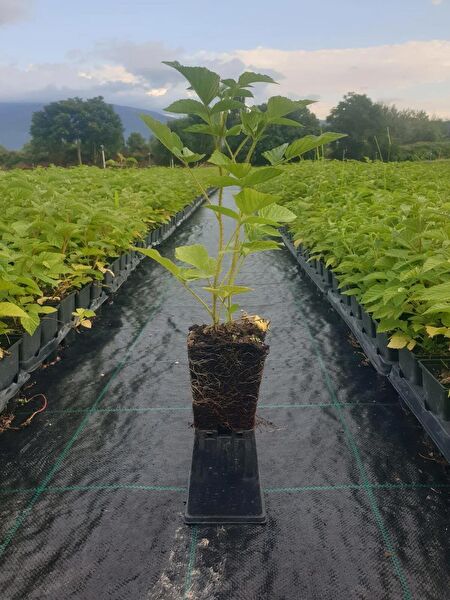 Asenya Sera, Sera Malzemeleri